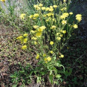 Photographie n°249352 du taxon Crepis setosa Haller f.