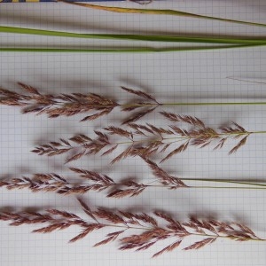 Photographie n°249355 du taxon Calamagrostis epigejos (L.) Roth