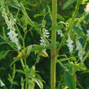 Photographie n°249382 du taxon Melilotus albus Medik.