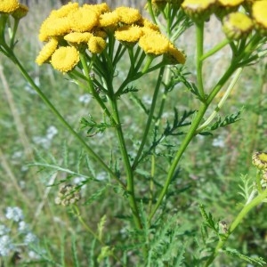 Photographie n°249391 du taxon Tanacetum vulgare L.