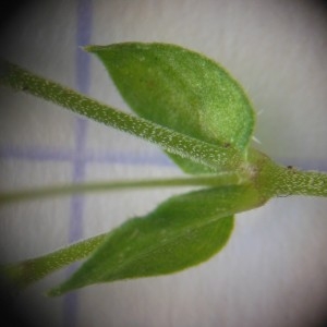 Photographie n°249397 du taxon Arenaria serpyllifolia subsp. leptoclados (Rchb.) Nyman