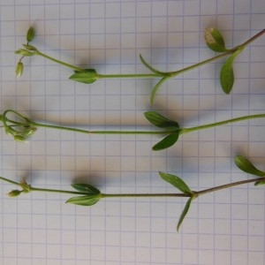 Photographie n°249402 du taxon Cerastium fontanum subsp. vulgare (Hartm.) Greuter & Burdet