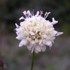 Lepicephalus leucanthus (L.) Lag. (Céphalaire à fleurs blanches)