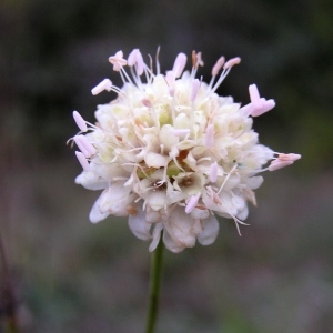 Succisa leucantha (L.) Moench (Céphalaire à fleurs blanches)