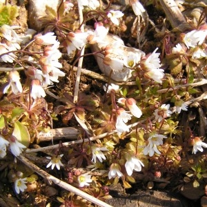 Photographie n°249419 du taxon Draba verna var. praecox (Steven) B.Bock [2013]