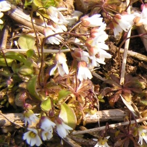 Photographie n°249420 du taxon Draba verna var. praecox (Steven) B.Bock [2013]