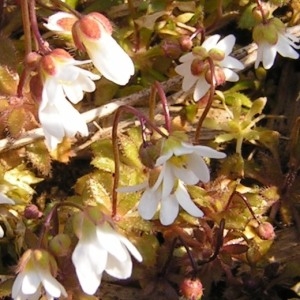 Photographie n°249421 du taxon Draba verna var. praecox (Steven) B.Bock [2013]