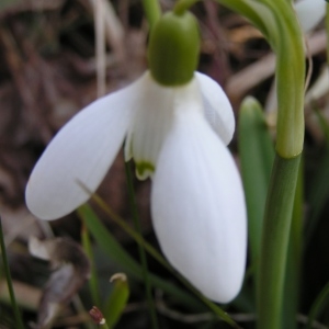 Galanthus nivalis L. var. nivalis