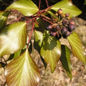 Photographie n°249427 du taxon Hedera helix f. helix