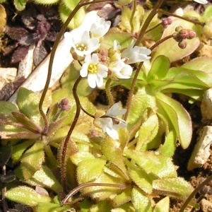 Photographie n°249428 du taxon Draba verna var. praecox (Steven) B.Bock [2013]