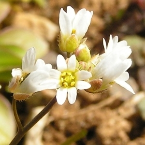 Photographie n°249429 du taxon Draba verna var. praecox (Steven) B.Bock [2013]