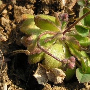 Photographie n°249430 du taxon Draba verna var. praecox (Steven) B.Bock [2013]