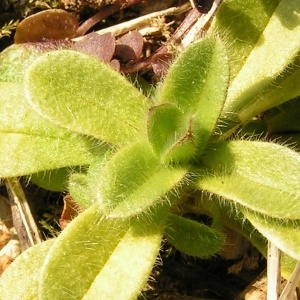 Photographie n°249431 du taxon Draba verna var. praecox (Steven) B.Bock [2013]