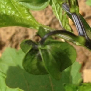 Photographie n°249436 du taxon Nicandra physalodes (L.) Gaertn. [1791]