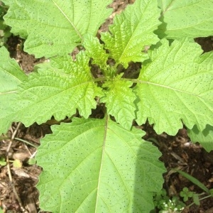 Photographie n°249437 du taxon Nicandra physalodes (L.) Gaertn. [1791]