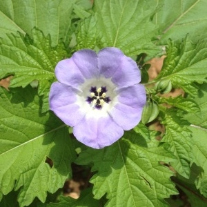 Photographie n°249438 du taxon Nicandra physalodes (L.) Gaertn. [1791]