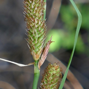 Photographie n°249441 du taxon Carex hispida Willd. [1801]