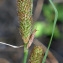  Bertrand BUI - Carex hispida Willd. [1801]