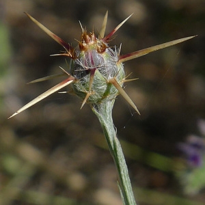 Photographie n°249447 du taxon Centaurea solstitialis L. [1753]