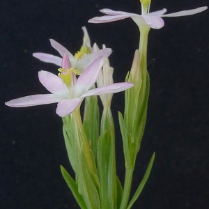 Photographie n°249448 du taxon Centaurium tenuiflorum subsp. acutiflorum (Schott) Zeltner [1970]