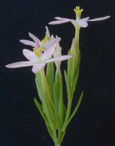 Bertrand BUI, le 21 juin 2014 (Martigues (Ponteau))