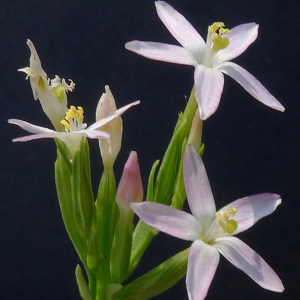 Photographie n°249449 du taxon Centaurium tenuiflorum subsp. acutiflorum (Schott) Zeltner [1970]