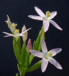 Bertrand BUI, le 21 juin 2014 (Martigues (Ponteau))