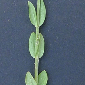 Photographie n°249450 du taxon Centaurium tenuiflorum subsp. acutiflorum (Schott) Zeltner [1970]