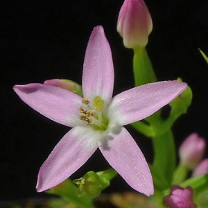 Centaurium tenuiflorum subsp. acutiflorum (Schott) Zeltner (Petite-centaurée à petites fleurs)