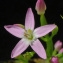  Bertrand BUI - Centaurium tenuiflorum subsp. acutiflorum (Schott) Zeltner [1970]