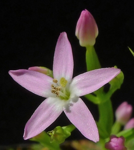 Bertrand BUI, le 26 juin 2014 (Sausset-les-Pins (Le Grand Vallat))