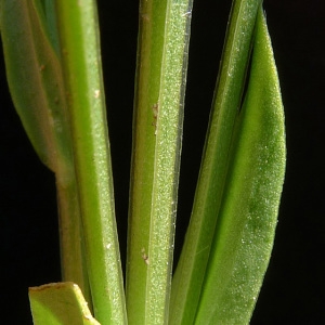  - Centaurium tenuiflorum subsp. acutiflorum (Schott) Zeltner [1970]