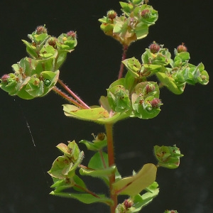 Photographie n°249465 du taxon Euphorbia hirsuta L. [1759]
