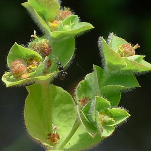 Photographie n°249467 du taxon Euphorbia hirsuta L. [1759]