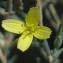  Bertrand BUI - Lactuca viminea subsp. chondrilliflora (Boreau) Bonnier [1923]