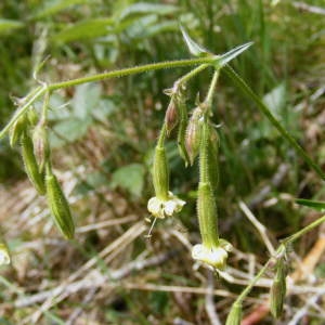 Photographie n°249479 du taxon Silene viridiflora L. [1762]