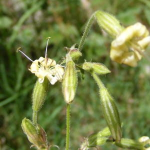 Silene viridiflora L. (Silène à fleurs vertes)