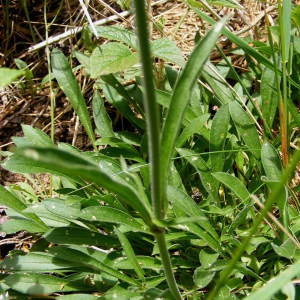 Photographie n°249481 du taxon Silene viridiflora L. [1762]