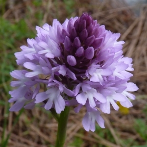 Photographie n°249509 du taxon Anacamptis pyramidalis subsp. pyramidalis