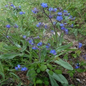 Photographie n°249510 du taxon Anchusa azurea Mill. [1768]