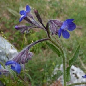 Photographie n°249511 du taxon Anchusa azurea Mill. [1768]