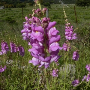 Photographie n°249515 du taxon Antirrhinum majus L. [1753]