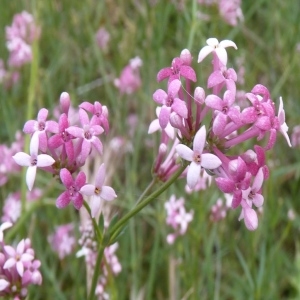 Asperula hirsuta Desf.