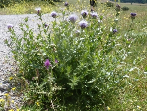 Ans Gorter, le 25 mai 2014 (Province de Cadix (Villalengua-del-Rosario))