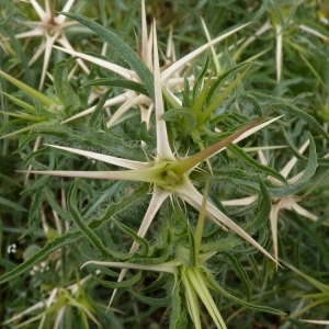Photographie n°249552 du taxon Centaurea calcitrapa L. [1753]