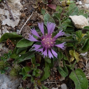 Photographie n°249554 du taxon Centaurea pullata L. [1753]