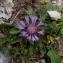  Ans Gorter - Centaurea pullata L. [1753]