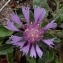  Ans Gorter - Centaurea pullata L. [1753]