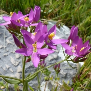 Centaurium erythraea subsp. grandiflorum (Biv.) Melderis