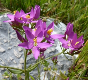 Ans Gorter, le 22 mai 2014 (Province de Cadix (Benaocaz))